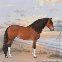 Horse Color:Bay Roan 