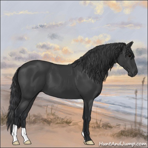 Horse Color:Black 