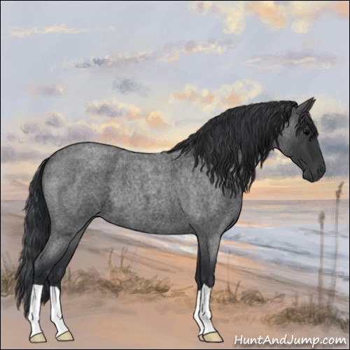 Horse Color:Blue Roan 