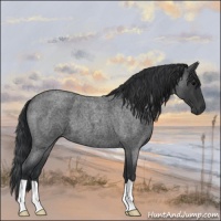 Horse Color:Blue Roan 