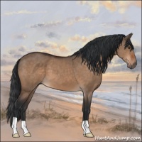 Horse Color:Brown Dun 