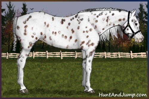 Horse Color:Brown Sabino Splash Appaloosa  and Brown Sabino Splash Frame Appaloosa 