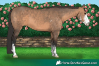 Horse Color:Brown Dun Sabino