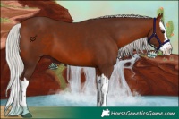 Horse Color:Silver Brown Splash