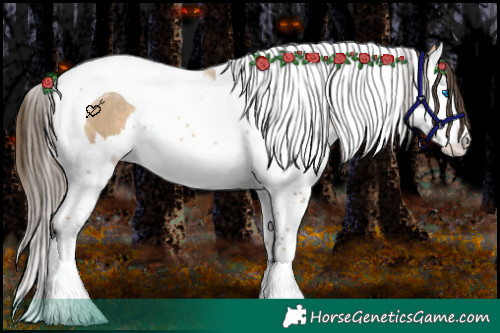 Horse Color:Sable Cream Champagne Splash Tobiano