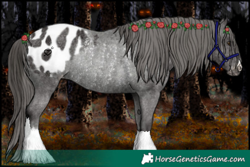 Horse Color:Liver Chestnut Blanket Rabicano