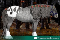 Horse Color:Liver Chestnut Blanket Rabicano 