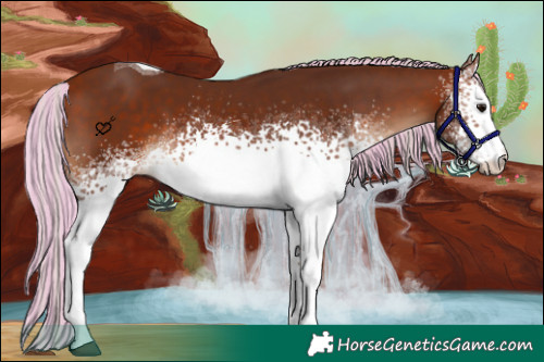 Horse Color:Painted White Spotted Silver Bay Tobiano