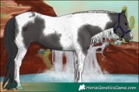 Horse Color:Black Tobiano 