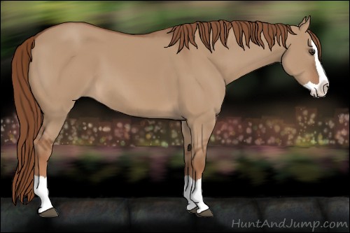 Horse Color:Red Dun Splash 