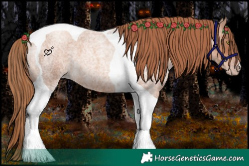 Horse Color:Gold Champagne Roan Tobiano