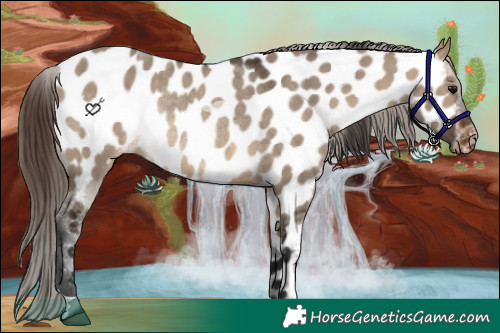 Horse Color:Brown Dun Appaloosa Rabicano