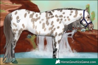Horse Color:Brown Dun Appaloosa Rabicano 
