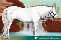 Horse Color:Perlino Sabino Frame Appaloosa 