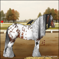 Horse Color:White Spotted Bay Near Leopard 