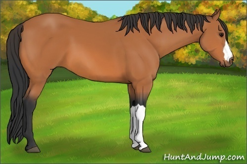 Horse Color:Bay 