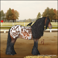 Horse Color:Bay Appaloosa 