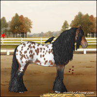 Horse Color:Bay Near Leopard