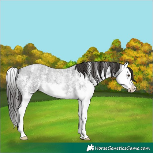 Horse Color:Liver Red Roan Sabino Splash Rabicano 