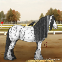 Horse Color:Blue Roan Appaloosa