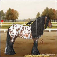Horse Color:White Spotted Bay Appaloosa 