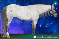 Horse Color:Buckskin Roan Appaloosa 