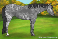 Horse Color:Blue Ice Roan 