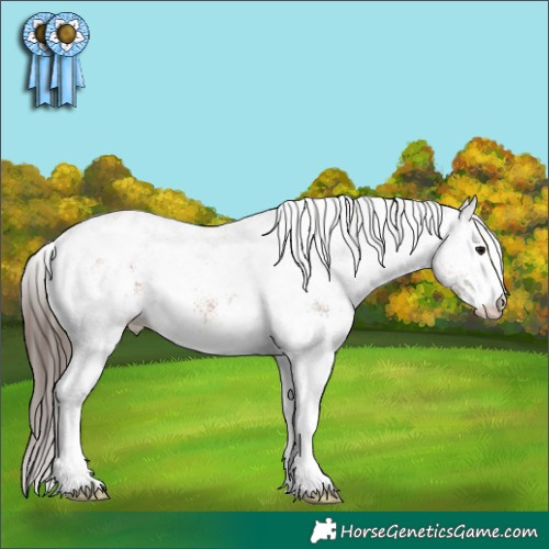 Horse Color:White Spotted Bay Appaloosa