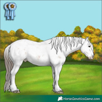 Horse Color:White Spotted Bay Appaloosa