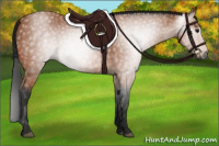 Horse Color:Gray Bay 