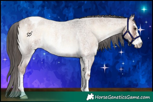 Horse Color:Liver Red Onyx Roan Sabino Appaloosa