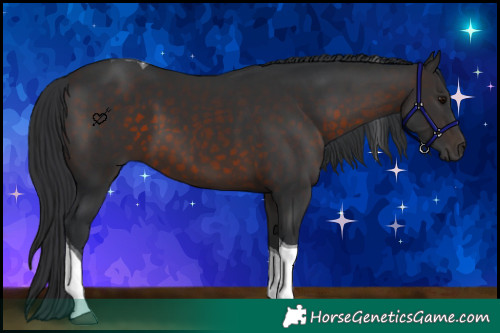 Horse Color:Brown Tobiano