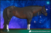 Horse Color:Brown Tobiano 