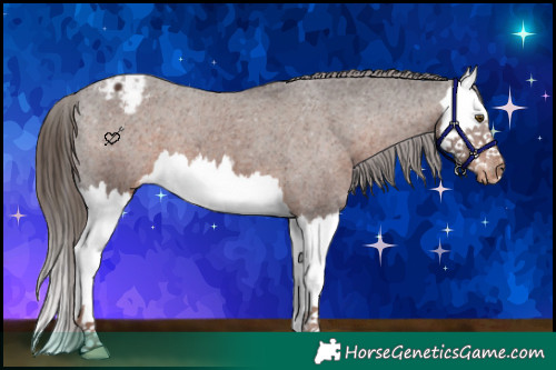 Horse Color:Liver Chestnut Splash Appaloosa