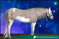 Horse Color:Liver Chestnut Splash Appaloosa 