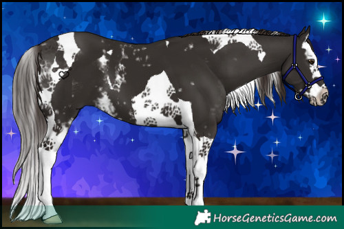 Horse Color:White Spotted Liver Chestnut Splash Tobiano 