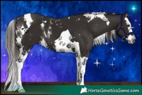 Horse Color:White Spotted Liver Chestnut Splash Tobiano 