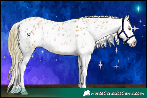 Horse Color:Watercolor Gold Champagne Onyx Splash Appaloosa 