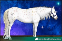 Horse Color:Watercolor Gold Champagne Onyx Splash Appaloosa 