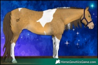 Horse Color:Sable Cream Champagne Tobiano 