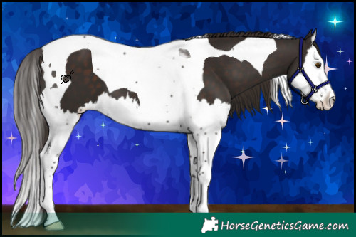 Horse Color:Liver Chestnut Splash Tobiano 