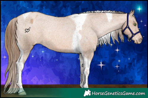 Horse Color:Liver Chestnut Pearl Tobiano Appaloosa