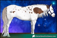 Horse Color:Liver Chestnut Splash Tobiano 