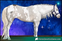 Horse Color:White Spotted Chocolate Palomino Varnish 