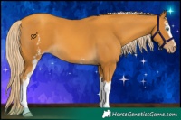 Horse Color:White Spotted Gold Cream Champagne 
