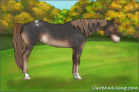 Horse Color:Liver Red Roan Appaloosa Rabicano 