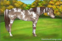 Horse Color:White Spotted Liver Red Dun 