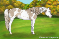 Horse Color:White Spotted Liver Red Dun Roan Splash 