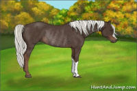 Horse Color:Liver Chestnut Mushroom Rabicano 