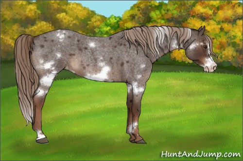 Horse Color:White Spotted Liver Red Roan Frame Appaloosa 